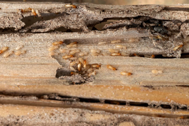 Pest Control Cost in Fort Montgomery, NY